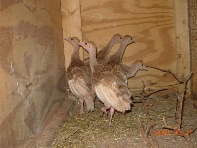 Turkeys4weeks.jpg