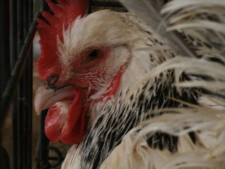 GEDC0036.JPG
