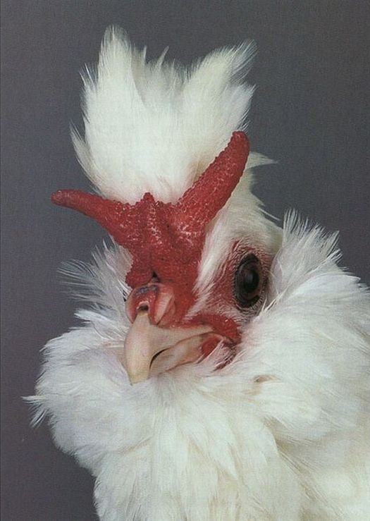 chicken_across_the_world_07.jpg