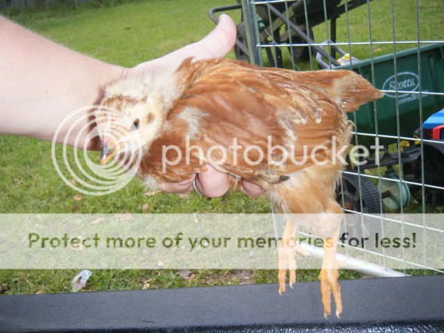 chick015.jpg