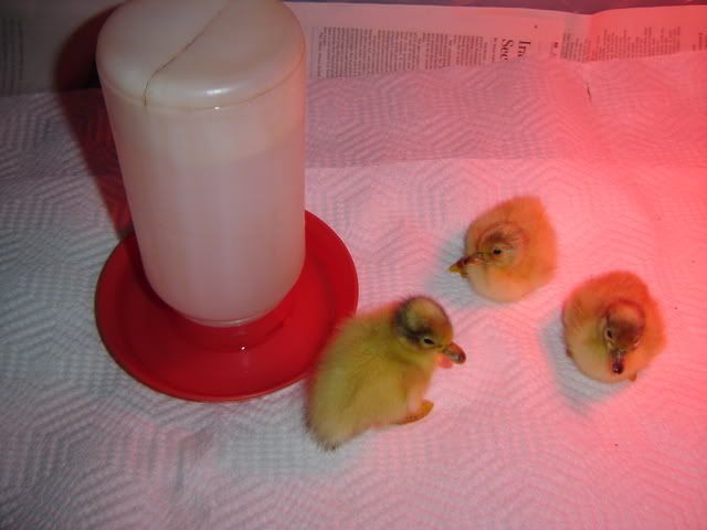 For Sale ~ Nevada ~ Snowy Call Duck Eggs ~ Shipping Available