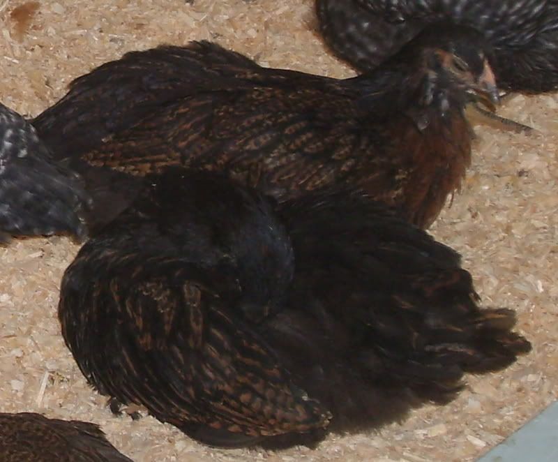 barnevelders.jpg