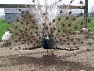 birds059.jpg