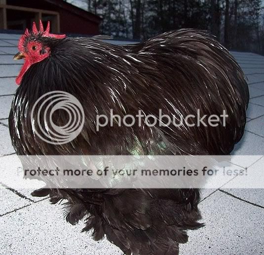 roostersideview.jpg