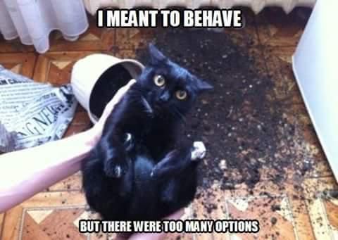 50 Hilarious Black Cat Memes to Make You Laugh | Always Pets