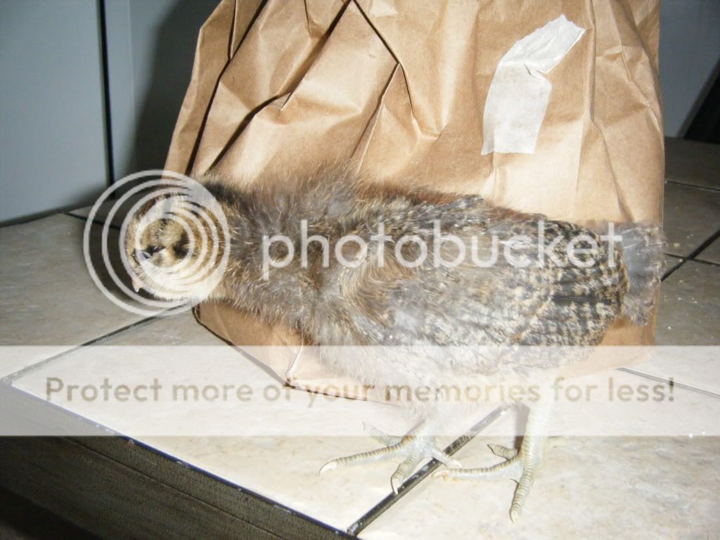 DSCF4623.jpg