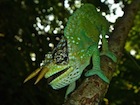 buy-mountain-horned-chameleon.jpg