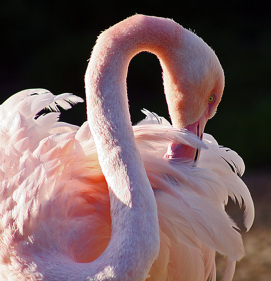 work-364176-5-flat550x550075f-pink-flamingo.jpg