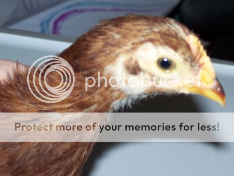 chickensex037.jpg