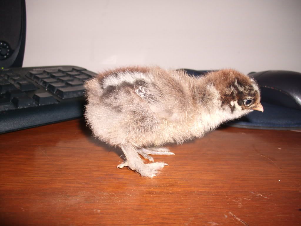 samsparty-chicks010.jpg