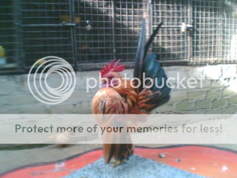cock3.jpg