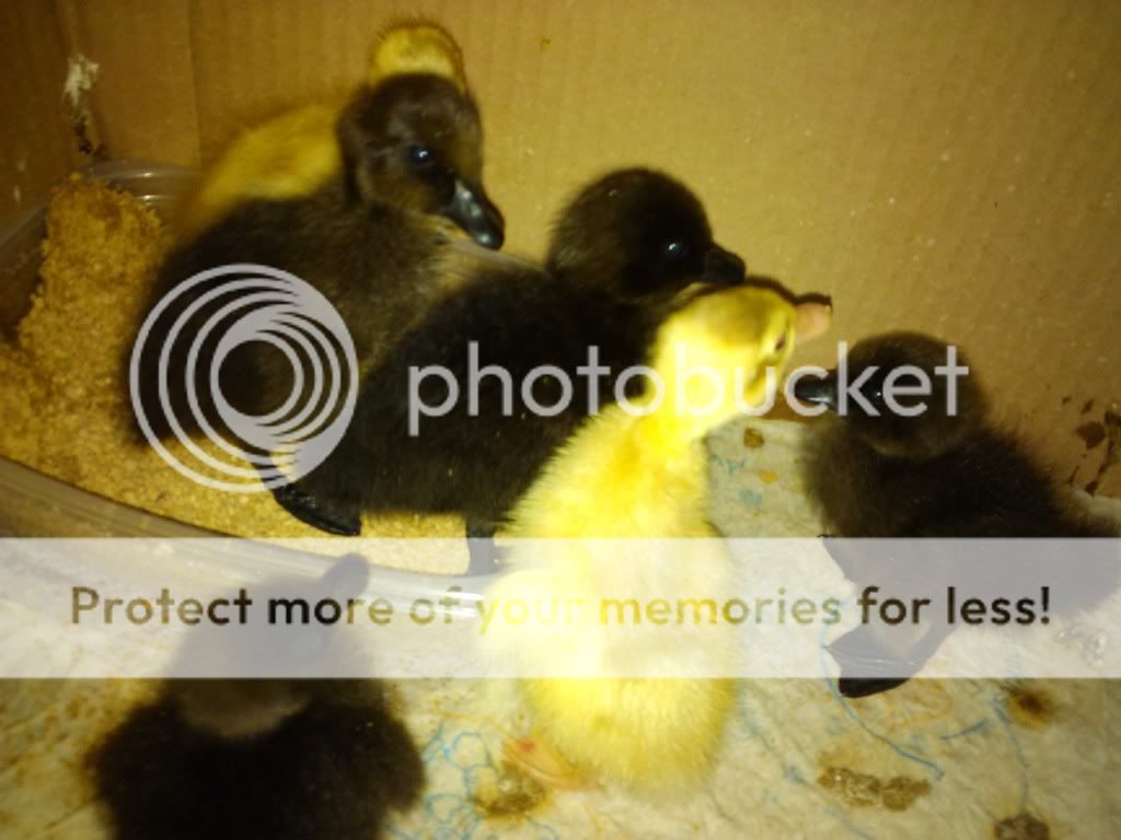 2011-05-04175217.jpg