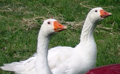 geese.jpg