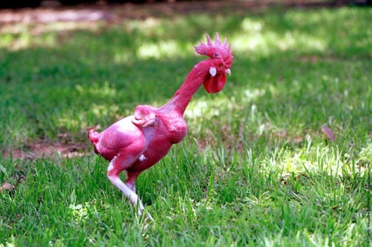 featherless-chicken.jpg