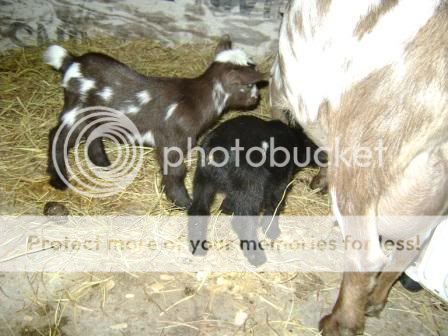 twogoaties3.jpg