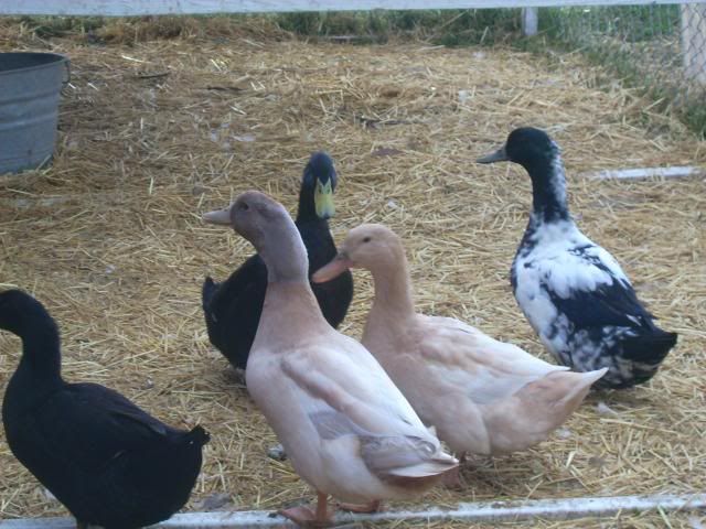 whiteorps049.jpg