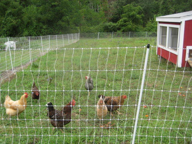 Does electric poultry fencing work really well? What brand is best
