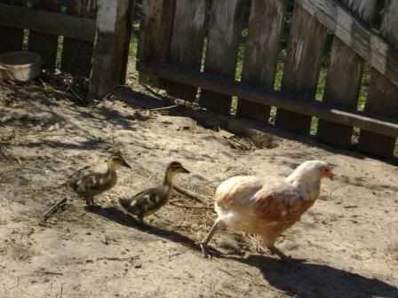 mamachickenduck3.jpg