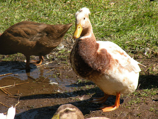 DSCN0734.jpg