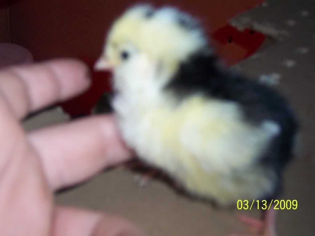 chicks008.jpg