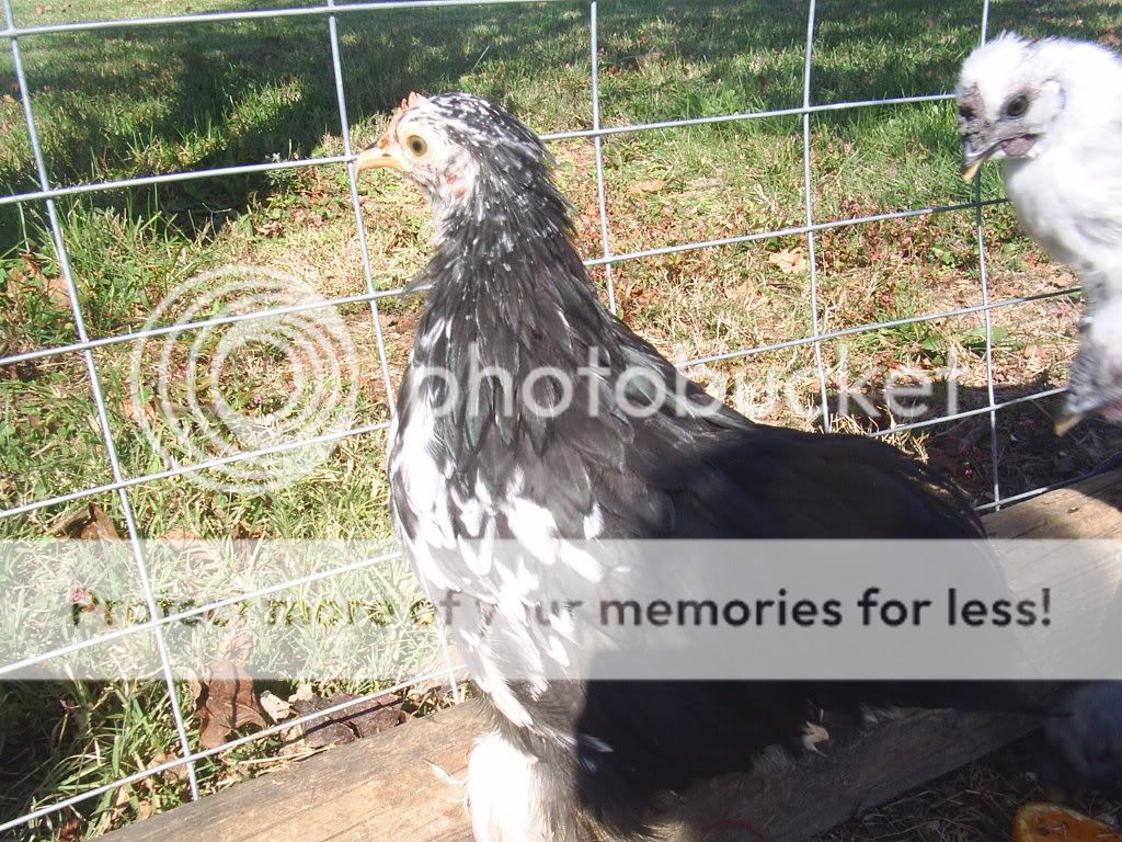 mottledCochinpullet.jpg
