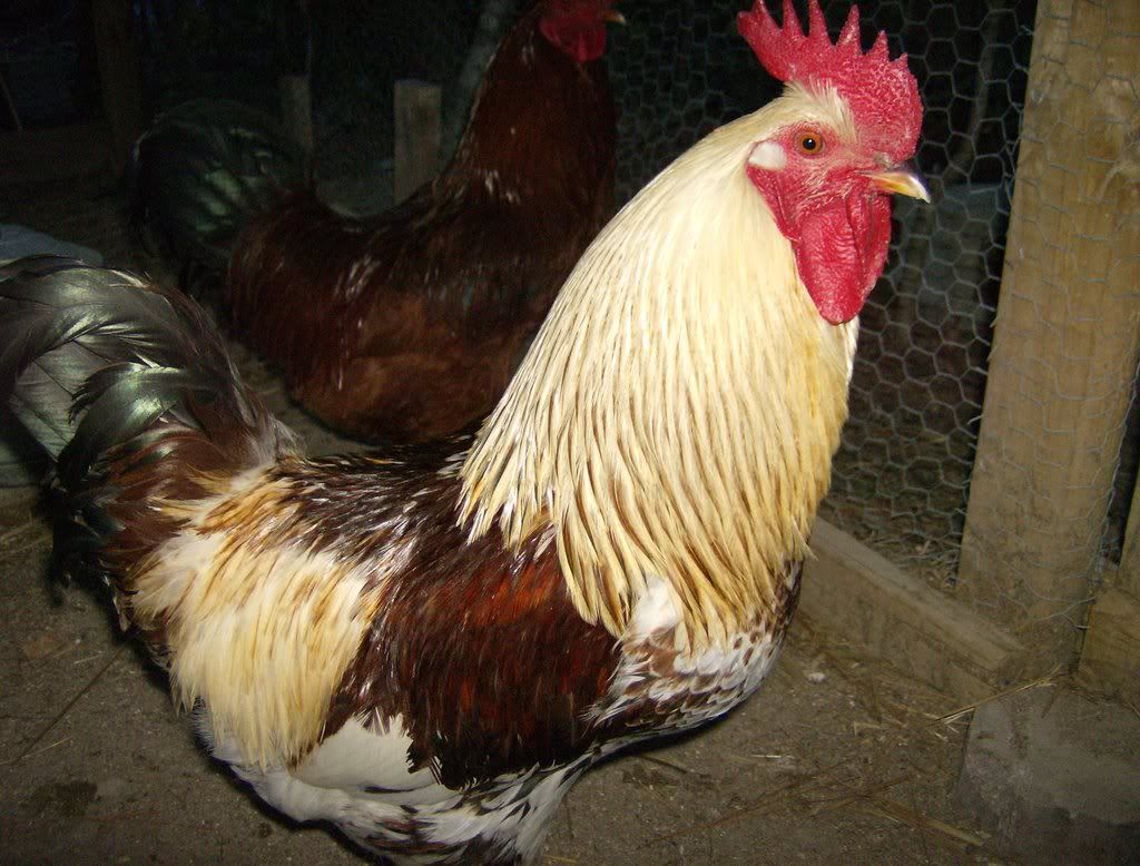chicksandadults016.jpg