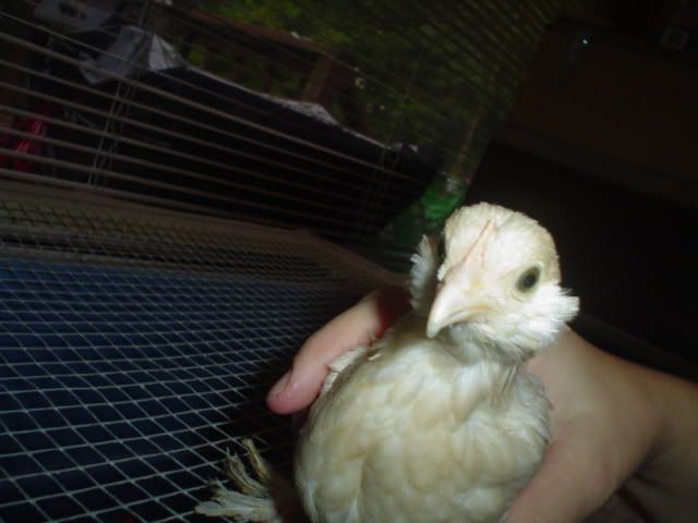 bantams6wks004.jpg