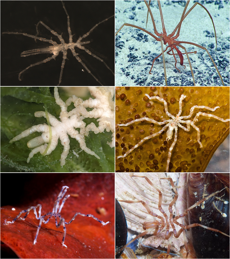 Pantopoda_collage.png