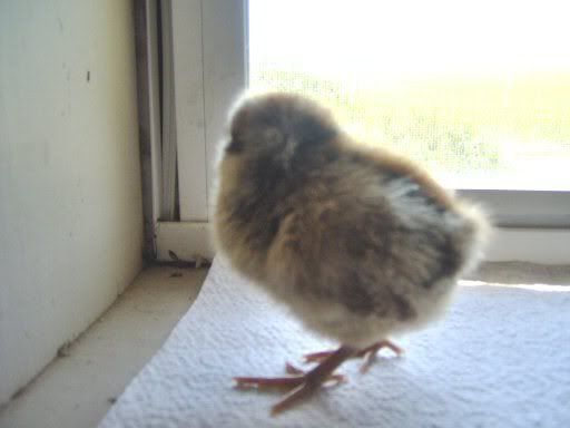 fancychicks1dayold037.jpg