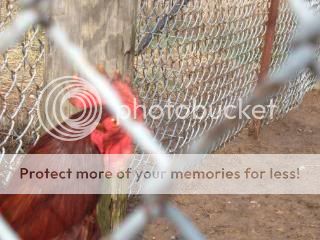 Chickiepics12-08008.jpg