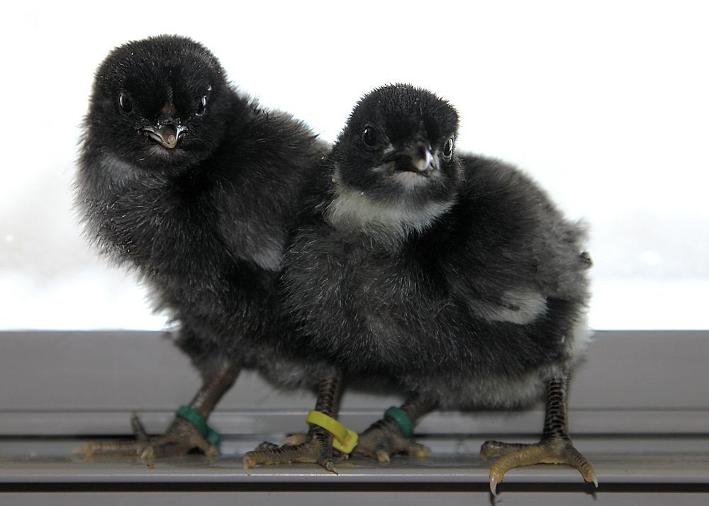 900x900px-LL-709982de_IowaBlueChick2013-01-0506.jpeg