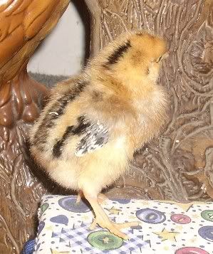 Mysterychickwrosecomb.jpg