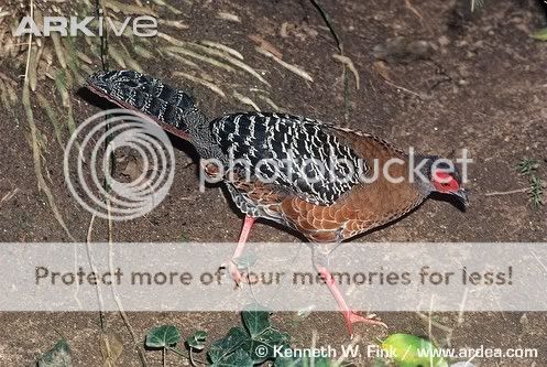Female-Siamese-fireback.jpg