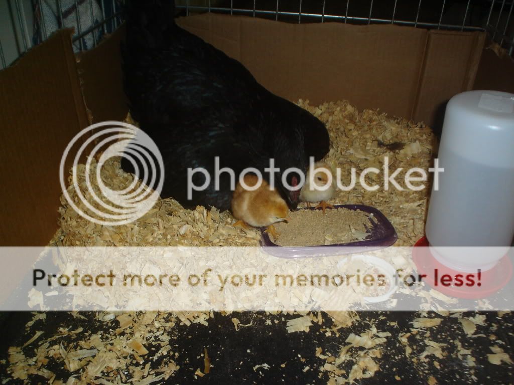 Kidswithchickens004.jpg