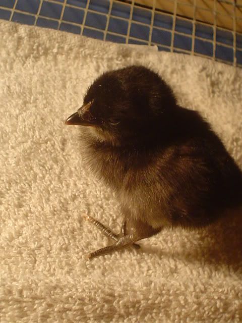 bantams015.jpg