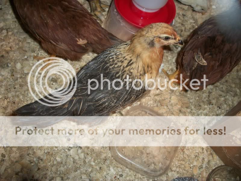 chick001.jpg