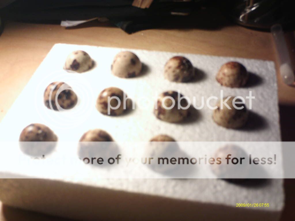 IMAG0133.jpg