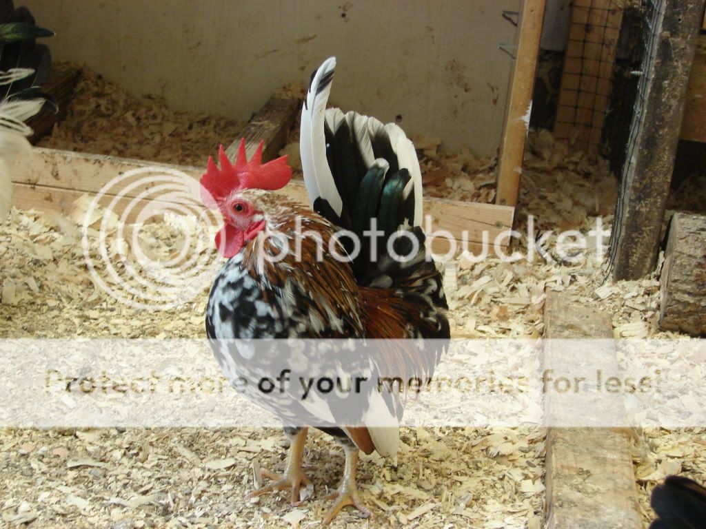 DSC04586.jpg
