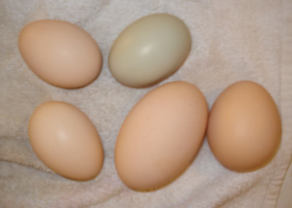 2-13-08eggs.jpg