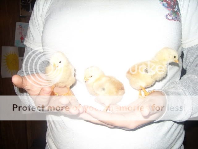 chickies010.jpg