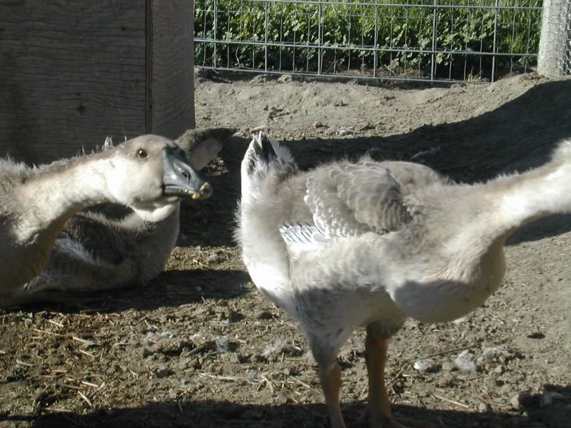 DSCN5402.jpg