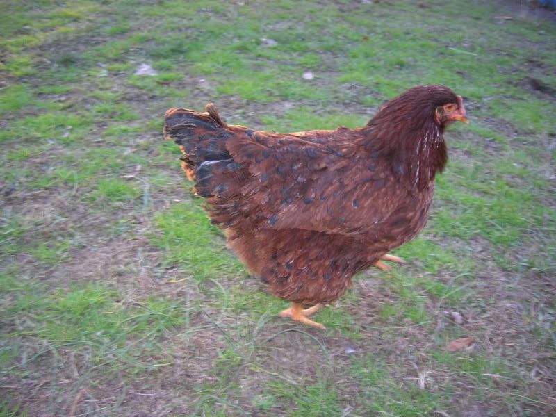 jan2010chickens205.jpg