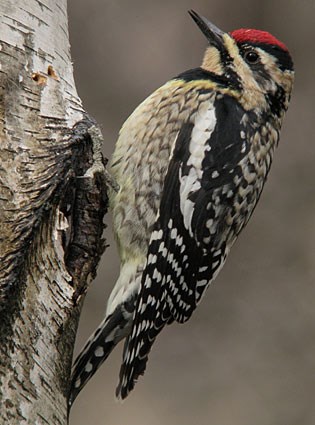 yellow-bellied_sapsucker_1.jpg