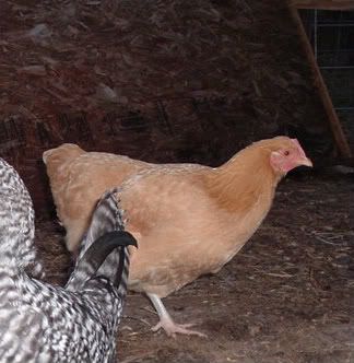 SilkiesOthers028.jpg