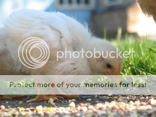 IMG_6671copy.jpg