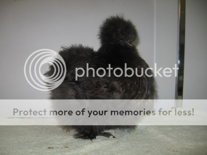 bluepullet.jpg