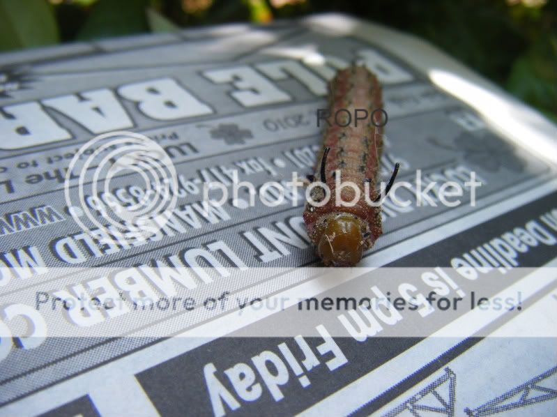 DSCF1466.jpg
