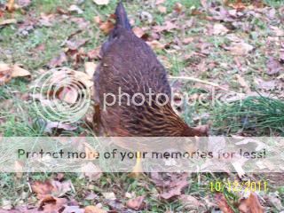 ChickenCoop2011022-1.jpg