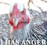 ihasanger.jpg