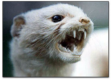 stoat.jpg